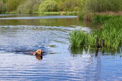 Onze zeehond!